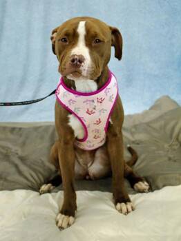 Mixed Breed Dogs Available for Adoption - Maggie | PetCurious