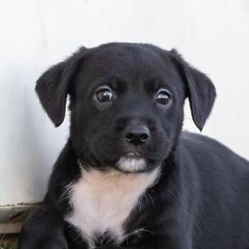 Rescue Dachshund and Terrier Dogs for Adoption in San Diego, California - Alpine Pup - Abisko | PetCurious