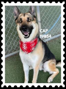 CAP -  German Shepherd Dog Dog for Adoption in Marietta, Georgia - CAP | PetCurious