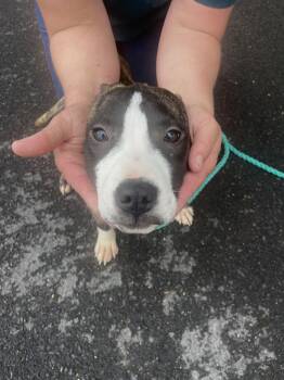 Shepherd Dogs Available for Adoption in Andover, Massachusetts - Stumpy Spunky | PetCurious