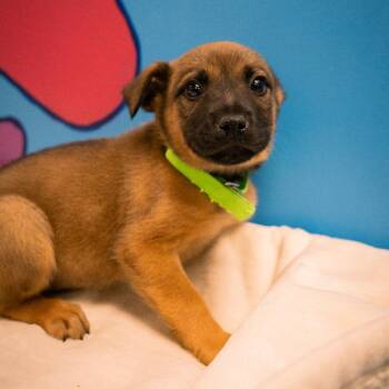 Acai Berry -  Mixed Breed Dog for Adoption in Cheyenne, Wyoming - Acai Berry | PetCurious