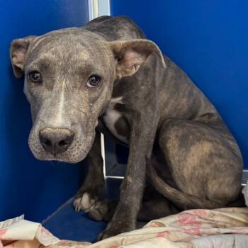 108799 -  Mixed Breed Dog for Adoption in Las Cruces, New Mexico - 108799 | PetCurious