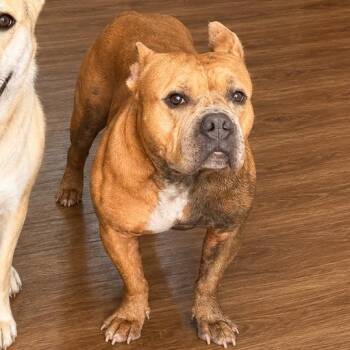 Left eye -  American Bully and Mixed Breed Dog for Adoption in Abbotsford, British Columbia - Left Eye | PetCurious