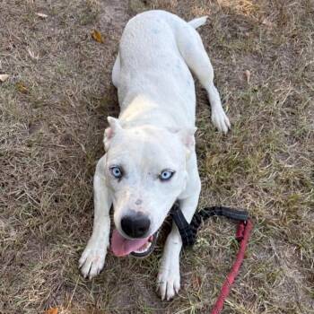 Bluey - Local November 6-8 -  Labrador Retriever and Catahoula Leopard Dog Dog for Adoption in Brookshire, Texas - Bluey - Local November 6-8 | PetCurious