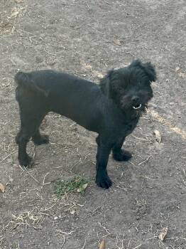 Terrier Dogs Available for Adoption - Becky  | PetCurious