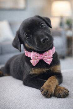 German Shepherd Dog and Labrador Retriever Dogs Available for Adoption in Lucas, Texas - CLOVER GS | PetCurious