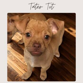 TATER TOT -  Chihuahua and Mixed Breed Dog for Adoption in San Juan Capistrano, California - TATER TOT | PetCurious