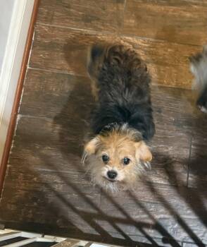 Yorkshire Terrier Dogs Available for Adoption in Herndon, Virginia - Sally (& Harry) BONDED | PetCurious