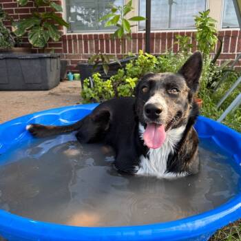 Rescue Border Collie Dogs for Adoption in The Woodlands, Texas - Katie | PetCurious