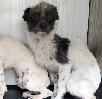 PERRY -  Terrier Dog for Adoption in San Antonio, Texas - PERRY | PetCurious