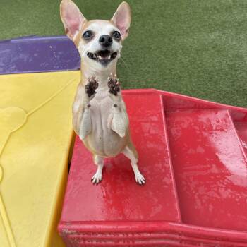 Chihuahua and Dachshund Dogs Available for Adoption in Baton Rouge, Louisiana - Socks | PetCurious