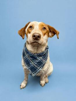 Treeing Walker Coonhound and Australian Cattle Dog Blue Heeler Dogs Available for Adoption in Houston, Texas - Grover Chillington | PetCurious