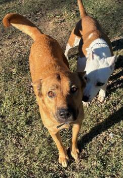 Shepherd and Husky Dogs Available for Adoption in Calera, Alabama - Lola | PetCurious