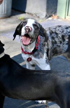 Stewie Winter *LOCAL* -  Hound and Shepherd Dog for Adoption in South Kingstown, Rhode Island - Stewie Winter *LOCAL* | PetCurious