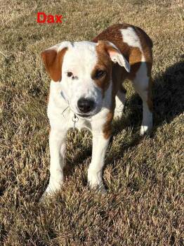 Rescue Pit Bull Terrier Dogs for Adoption in Evergreen, Colorado - Dax | PetCurious