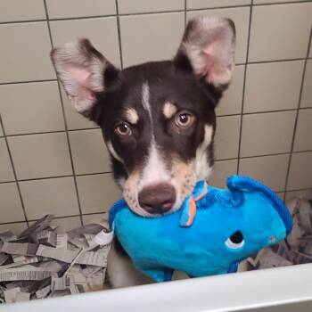 Mixed Breed Dogs Available for Adoption in Webster, Texas - Austin | PetCurious