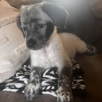 Harvey -  Border Collie and Rottweiler Dog for Adoption - Harvey | PetCurious