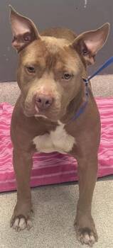 TONKA -  American Staffordshire Terrier and Mixed Breed Dog for Adoption in Tallahassee, Florida - TONKA | PetCurious