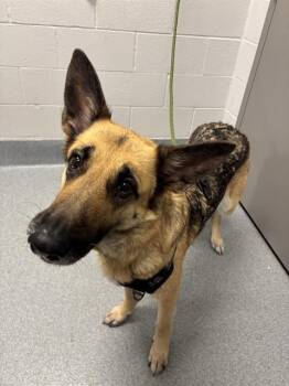 ELLA ROSE -  German Shepherd Dog Dog for Adoption in Indianapolis, Indiana - ELLA ROSE | PetCurious
