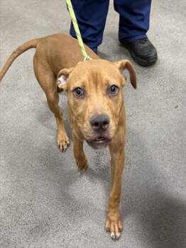 Pit Bull Terrier Dogs Available for Adoption - ESQUIRE | PetCurious
