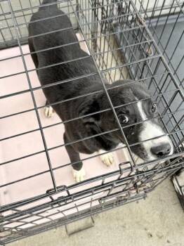 Pointer Dogs Available for Adoption in Mobile, Alabama - Raymond | PetCurious