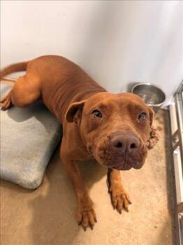 Pit Bull Terrier Dogs Available for Adoption - RED | PetCurious