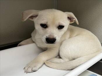 Chihuahua and Mixed Breed Dogs Available for Adoption in Tracy, California - OWL | PetCurious