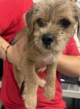 HADAR -  Terrier Dog for Adoption in San Bernardino, California - HADAR | PetCurious