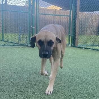 Zephy 5012 -  Mixed Breed Dog for Adoption in Loxahatchee Groves, Florida - Zephy 5012 | PetCurious