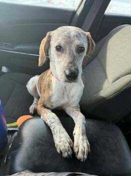 Hound and Mixed Breed Dogs Available for Adoption - Twix | PetCurious