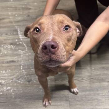 Doe -  Mixed Breed Dog for Adoption in Summerville, South Carolina - Doe | PetCurious