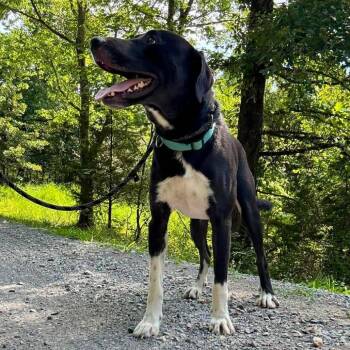 Tippy -  Great Pyrenees and Border Collie Dog for Adoption in Nashville, Tennessee - Tippy | PetCurious