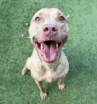 American Staffordshire Terrier Dogs Available for Adoption in Clyde, North Carolina - BELLE | PetCurious
