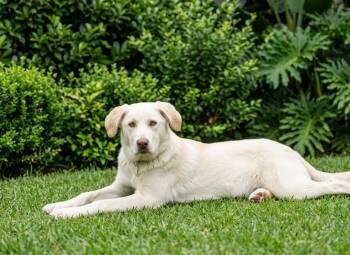 Great Pyrenees and Labrador Retriever Dogs Available for Adoption in North Prairie, Wisconsin - **SEBASTIAN** | PetCurious