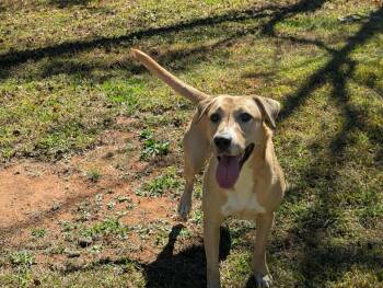 Rescue Labrador Retriever Dogs for Adoption in Concord, North Carolina - Riley | PetCurious