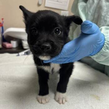 Chicharrones -  Mixed Breed Dog for Adoption in Tempe, Arizona - Chicharrones | PetCurious