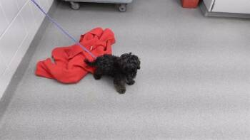 Poodle and Mixed Breed Dogs Available for Adoption in Omaha, Nebraska - MUDFLAP | PetCurious