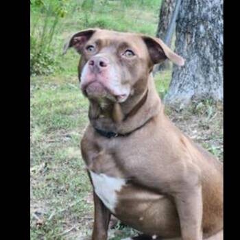 Pit Bull Terrier Dogs Available for Adoption in Cumming, Georgia - Brook | PetCurious
