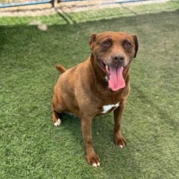 Rescue Labrador Retriever Dogs for Adoption in Williston, Vermont - Hazel | PetCurious