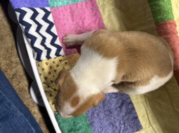 Rescue Pit Bull Terrier Dogs for Adoption in Erin, Tennessee - Red | PetCurious