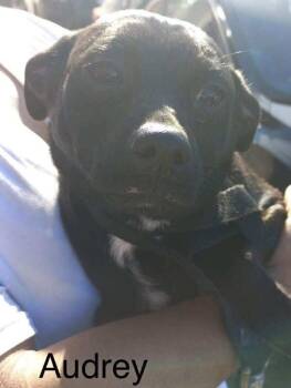 Rescue Pug and Mixed Breed Dogs for Adoption in Severance, Colorado - Audrey | PetCurious