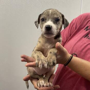 Carmela -  Mixed Breed Dog for Adoption in Saint Joseph, Missouri - Carmela | PetCurious