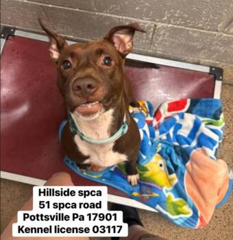 Rosie -  Pit Bull Terrier Dog for Adoption in Pottsville, Pennsylvania - Rosie | PetCurious