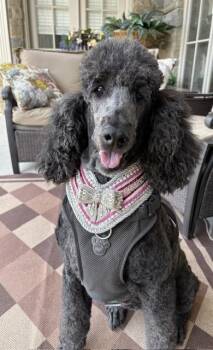 Jasper -  Standard Poodle Dog for Adoption in Courtice, Ontario - Jasper | PetCurious