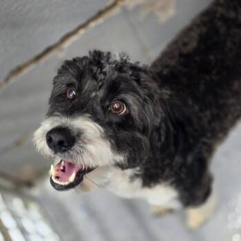Miniature Poodle and Australian Shepherd Dogs Available for Adoption in Huntsville, Alabama - Oreo | PetCurious