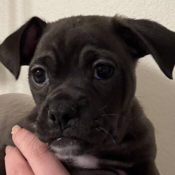 Chihuahua and Pug Dogs Available for Adoption in Midland, Texas - Fat Girl | PetCurious