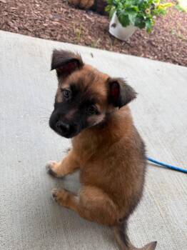 IVEY -  German Shepherd Dog Dog for Adoption in Holbrook, New York - IVEY | PetCurious