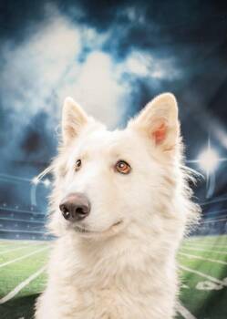 Husky and Mixed Breed Dogs Available for Adoption - Snow | PetCurious