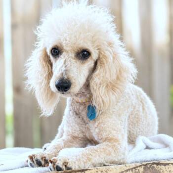 Eliza -  Poodle Dog for Adoption in Boerne, Texas - Eliza | PetCurious