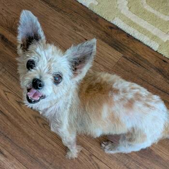 Pippy -  Yorkshire Terrier Dog for Adoption in Marana, Arizona - Pippy | PetCurious